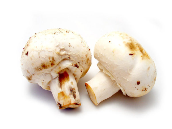 Projet culture champignons